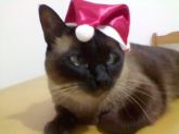 .Touca de Natal para cães e gatos P, M, G, GG