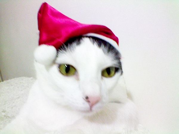 .Touca de Natal para cães e gatos P, M, G, GG