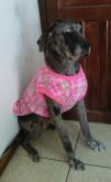 .Blusas  Cachorro Grande Tamanhos do 9 ao 15