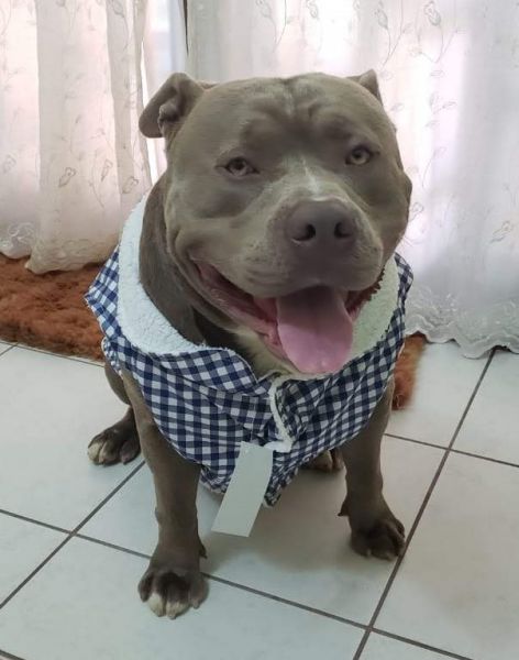 Colete xadrez inverno para cães e gatos Tamanhos do 00 ao 8