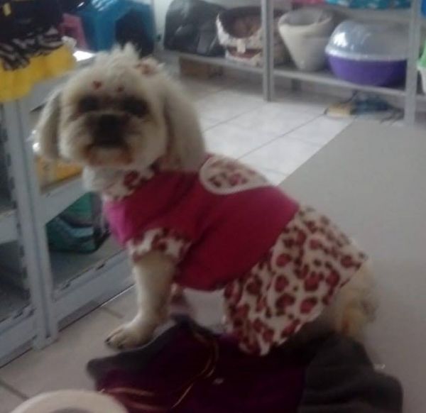 Vestido Lili inverno para cachorros e gatos