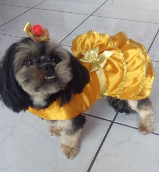 .Vestido Dourado paraa cães e gatos